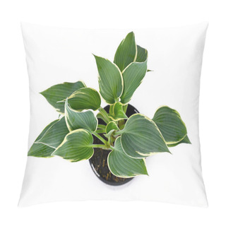 Personality  Asian Hosta Garden Plant With Green Leaves And With White Edges In Black Plastic Flower Pot Isolated On White Background Pillow Covers