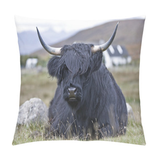 Personality  Young Brown Highland Cattle Pillow Covers