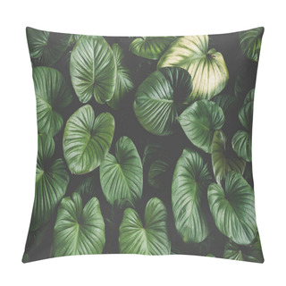 Personality  Close Up Tropical Nature Green Leaf Caladium Texture Background. Tropical Forest And Travel Adventure Concept. Vintage Tone Filter Effect Color Style. Pillow Covers