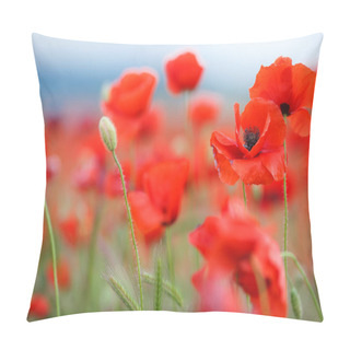Personality  Flowers Red Poppies Blossom On Wild Field. Beautiful Field Red Poppies With Selective Focus. Red Poppies In Soft Light. Field Red Opium Poppy. Natural Drugs. Glade Red Poppies. Lonely Red Poppy.Red Poppies On A Mountain Meadow. Pillow Covers