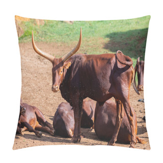 Personality  Brown Watusis With Big Horns  Pillow Covers