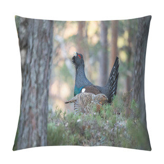 Personality  The Western Capercaillie Tetrao Urogallus Also Known As The Wood Grouse Heather Cock Or Just Capercaillie In The Forest Is Showing Off During Their Lekking Season They Are In The Typical Habita Pillow Covers