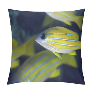 Personality  Blue-striped Snapper In The Red Sea. Pillow Covers