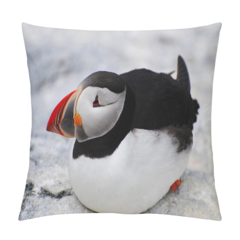 Personality  Puffin Laying Close-Up Pillow Covers