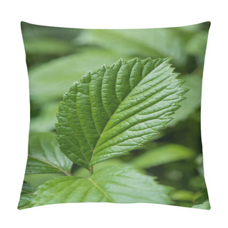 Personality  Close-up View Of Green Strawberry Leaf On Blurred Nature Background Pillow Covers