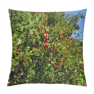 Personality  Hawthorn Berries Pillow Covers