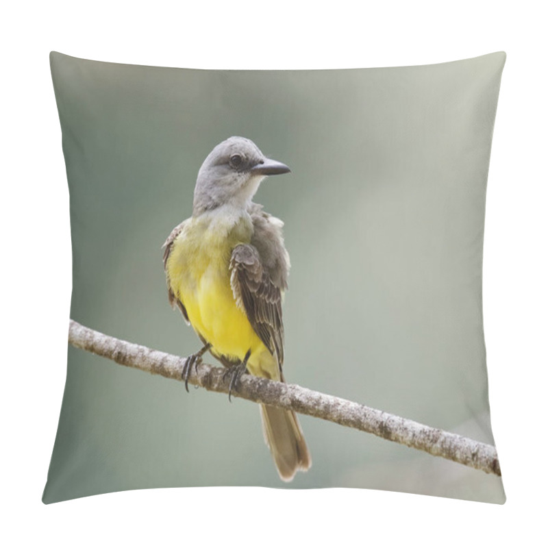 Personality  Tropical Kingbird Perched On A Branch - Gamboa, Panama Pillow Covers