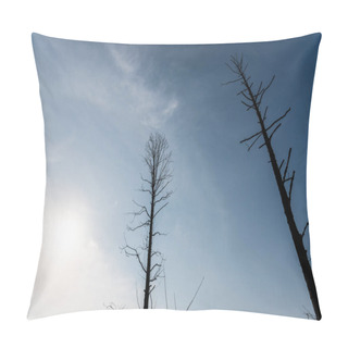 Personality  Low Angle View Of Branches On Trees Against Blue Sky And Sun Pillow Covers
