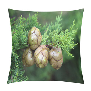 Personality  Cypress Cones Pillow Covers