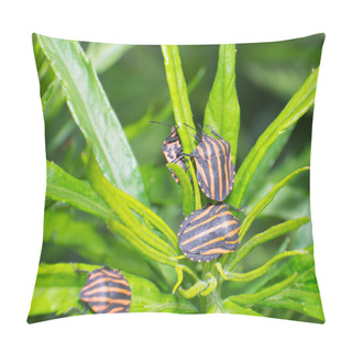 Personality  Four Stinkbug Pillow Covers