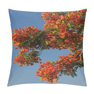 Personality  Flowers Of Israel - Delonix Regia Pillow Covers