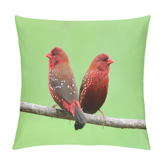 Personality  Twin Fire Red Birds Perching On Wooden Branch Expose Over Green Blur Background In Rice Plantation Of Central Thailand, Red Avadavat (strawberry Finch) Pillow Covers