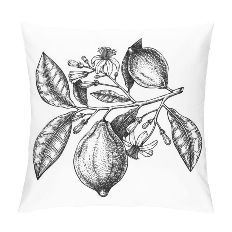 Personality  Vintage Ink hand drawn citrus fruits branch. Vector illustration pillow covers
