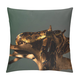 Personality  Python On Wooden Snag In Sunlight Isolated On Grey Pillow Covers