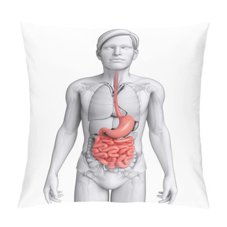 Personality  Small Intestine Anatomy Of Male Pillow Covers