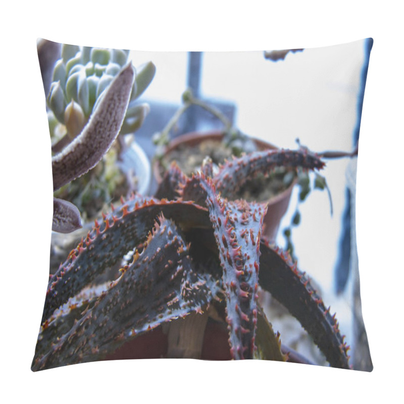 Personality  Abstract futuristic succulent plants in pots. The General plan, a narrow focus. pillow covers