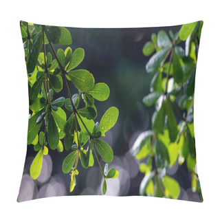 Personality  Ketapang Kencana (Terminalia Mantaly), Madagascar Almond Green Leaves, Shallow Focus Pillow Covers