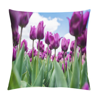 Personality  Selective Focus Of Colorful Purple Tulips Against Blue Sky And Clouds Pillow Covers