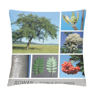 Personality  Rowan, Rowanberry, Sorbus, Aucuparia, Rowan, Mountain Ash, Tree, Broadleaf Pillow Covers