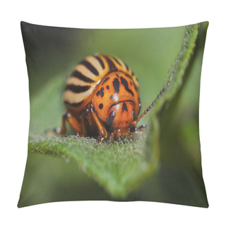 Personality  The Colorado Potato Beetle (Leptinotarsa Decemlineata) Pillow Covers