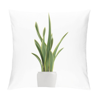 Personality  Sansevieria Growing In A Pot Pillow Covers