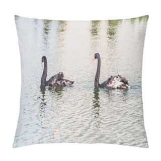 Personality  Selective Focus Of Black Swans Swimming On Pond At Zoo Pillow Covers