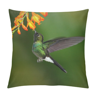 Personality  Hummingbird Tourmaline Sunangel Pillow Covers