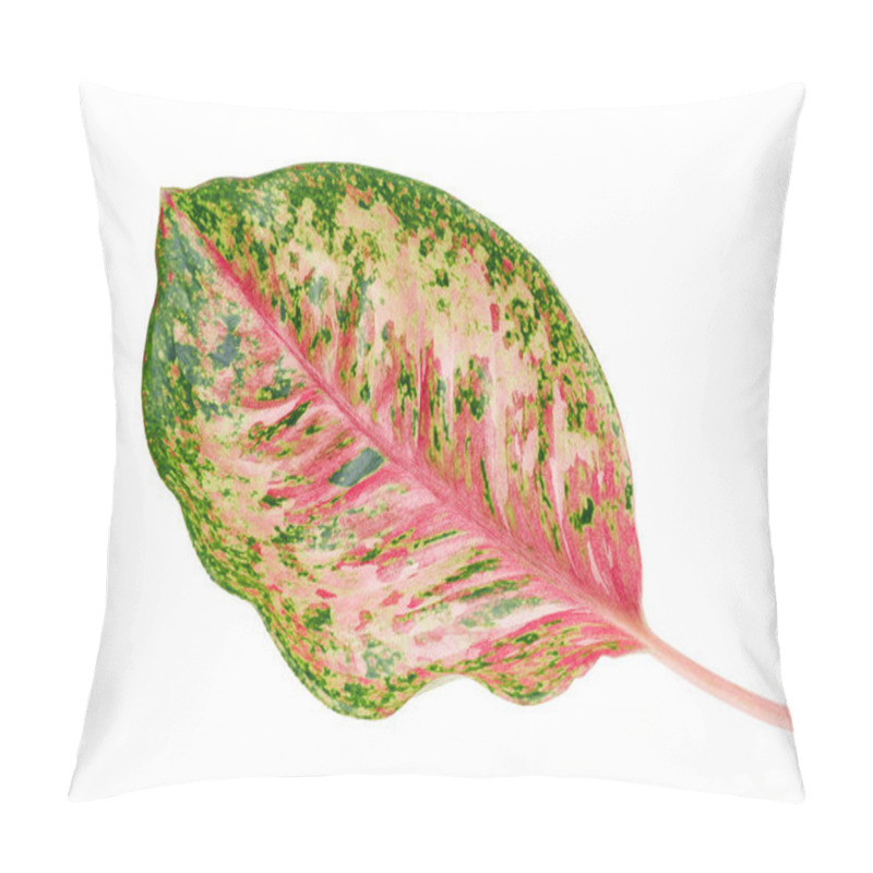 Personality  Aglaonema foliage, Pink aglaonema leaves, Exotic tropical leaf, isolated on white background with clipping path                                pillow covers