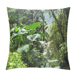Personality  Giant Taro Plant In Jungle Pillow Covers