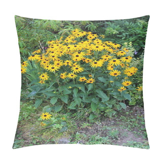 Personality  Black-eyed Susan Or Rudbeckia Hirta Or Brown-eyed Susan Or Brown Betty Or Gloriosa Daisy Or Golden Jerusalem Or English Bulls Eye Or Poor-land Daisy Or Yellow Daisy Or Yellow Ox-eye Daisy Annual Flowering Plants Pillow Covers