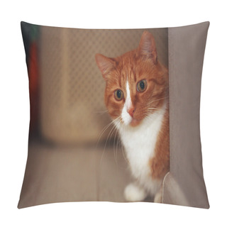 Personality  Portrait Of A Red Cat Pillow Covers