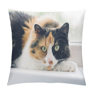Personality  Young Turtle Three-colored Relaxing Cat. Cat With Green Eyes Lying On The Windowsill Looking At The Camera. Pillow Covers