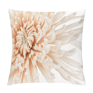 Personality  Pastel Coral Mum Flower Close Up Pillow Covers
