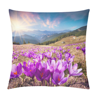 Personality  Colorful Spring Landscape In Carpathian Mountains With Fields Of Blooming Crocuses. Marvelous Outdoors Sunrise In The Mountain Valley. Ukraine, Europe. Beauty Of Nature Concept Background Pillow Covers