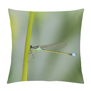 Personality  Damselfly Pillow Covers