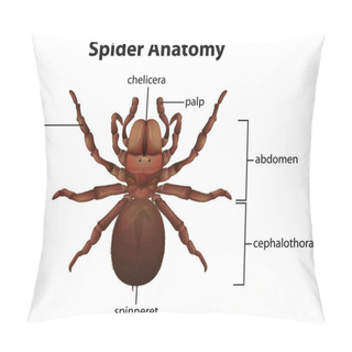 Personality  Spider Anatomy Pillow Covers