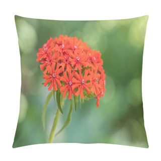 Personality  Maltese-cross Flower (Lychnis Chalcedonica) In The Summer Garden Pillow Covers