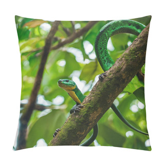 Personality  Emerald Tree Boa Master Of The Rainforest Pillow Covers