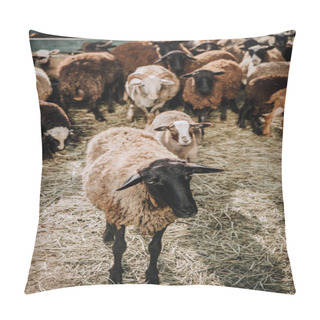 Personality  Close Up View Of Brown Sheep Grazing With Herd In Corral At Farm Pillow Covers