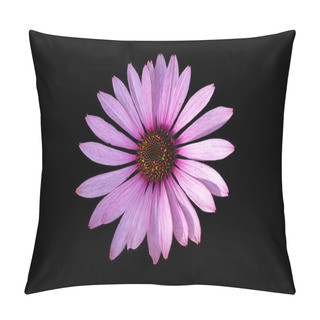 Personality  Narrow-leaved Purple Coneflower Or Echinacea Angustifolia Or Blacksamson Echinacea Bright Purple Perennial Flower, Isoalted On Black Background Pillow Covers