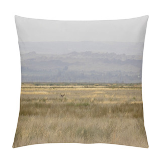Personality  Goitered Gazelle In Vashlovani National Park Of Georgia In Semi-desert Field Grazing Pillow Covers