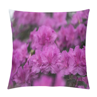 Personality  Close-up View Of Beautiful Small Blooming Purple Flowers Pillow Covers