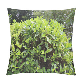 Personality  Pruned Cherry Laurel Hedge In The Garden. Pruning A Prunus Laurocerasus Bush Pillow Covers