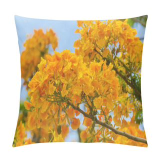 Personality  Beautiful Peacock Flowers With Blue Sky,Thailand Pillow Covers