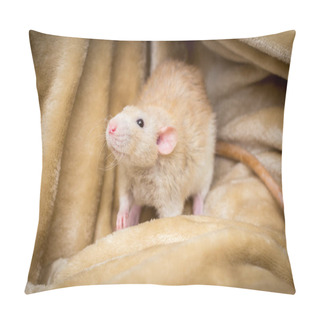 Personality  Fancy Fawn Colored Dumbo Eared Pet Rat Exploring A Blanket Pillow Covers