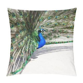 Personality  Close Up Of Peacock Showing Its Beautiful Feathers Pillow Covers