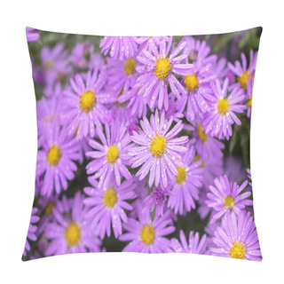 Personality  Purple Flowers Of Italian Asters, Michaelmas Daisy (Aster Amellus), Known As Italian Starwort, Fall Aster, Violet Blossom Growing In Garden, Italy. Soft Focus. Pillow Covers