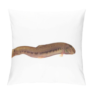 Personality  Alive Fish Loah  Pillow Covers