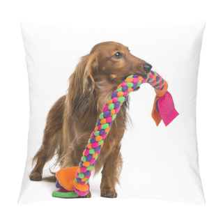 Personality  Dachshund, 4 Years Old, Holding A Dog Toy In Its Mouth Against White Background Pillow Covers