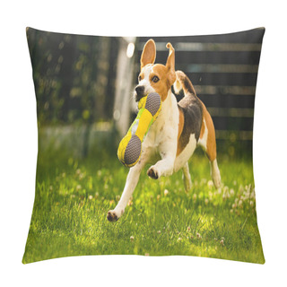 Personality  Tricolor Beagle Dog Fetching A Riped Toy And Running Towards Camera Fast. Happy Hound In Backyard Hawing Fun In Sunny Day On Green Grass Pillow Covers